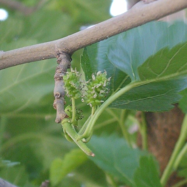 Mulberry Seed