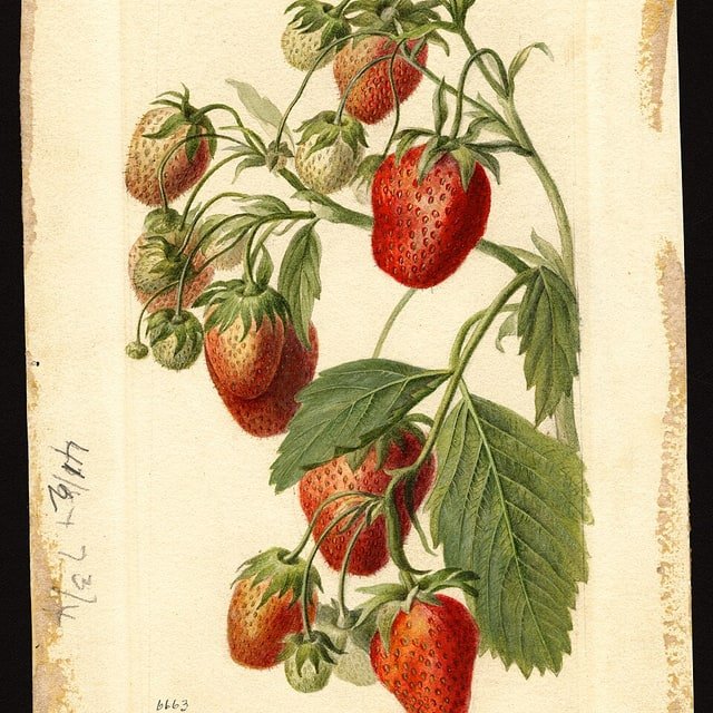 Strawberry Seed