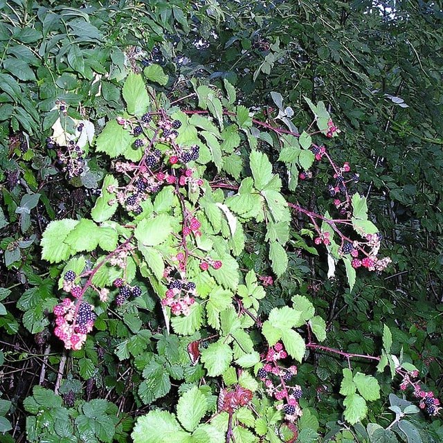 Blackberry Seed