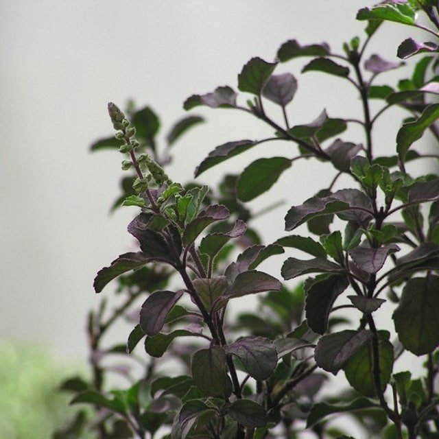 Tulsi/Basil Seed