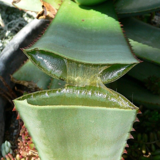 Aloe Vera Seed