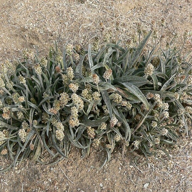 Isabgol Seed