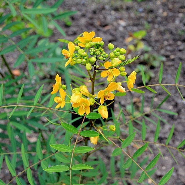 Senna Seed