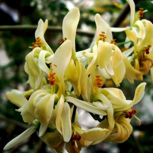 Moringa Seed
