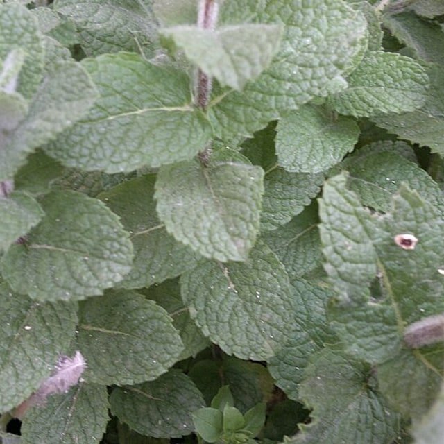 Mint Seed for planting
