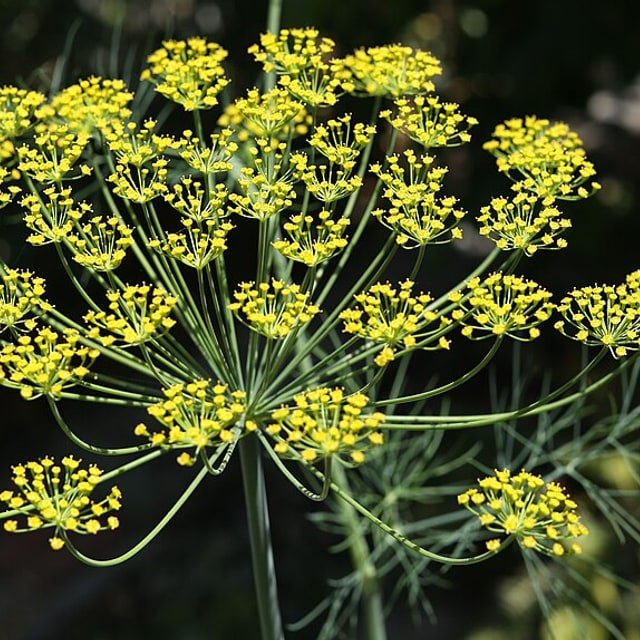 Dill Seed for planting