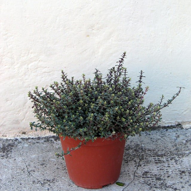 Marjoram Seed