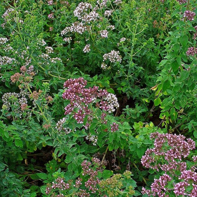 Oregano Seed