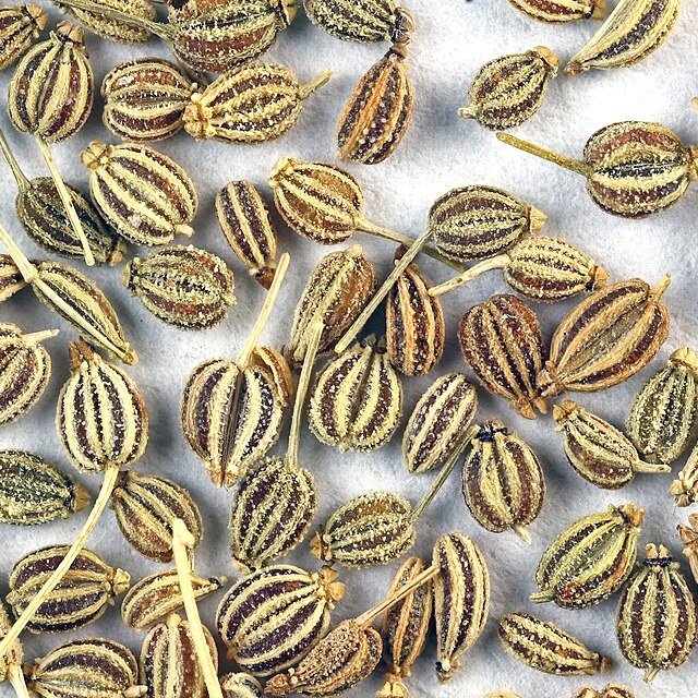 Ajwain Seed for sowing