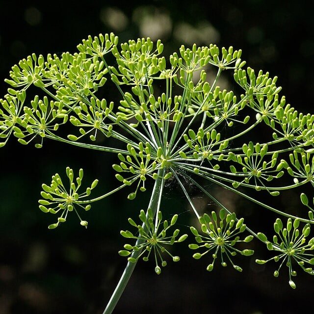 Dill Seed for sowing