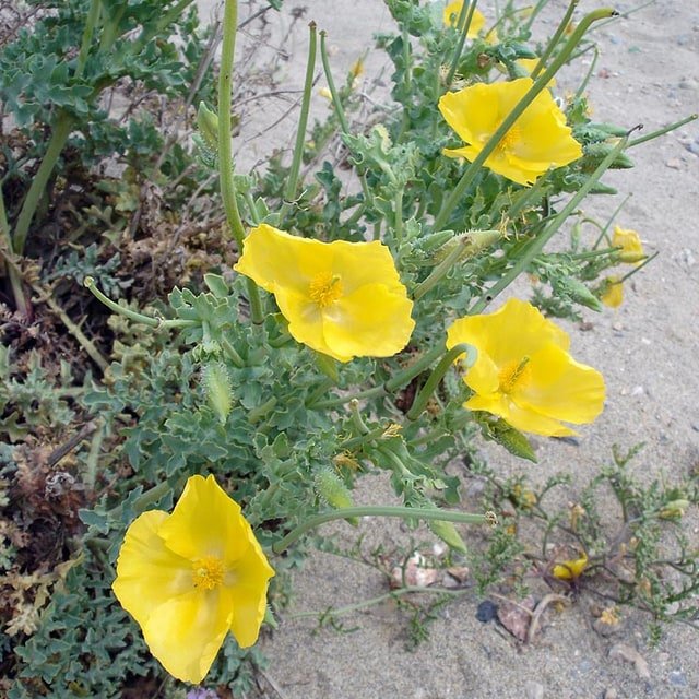 Poppy Seed for sowing
