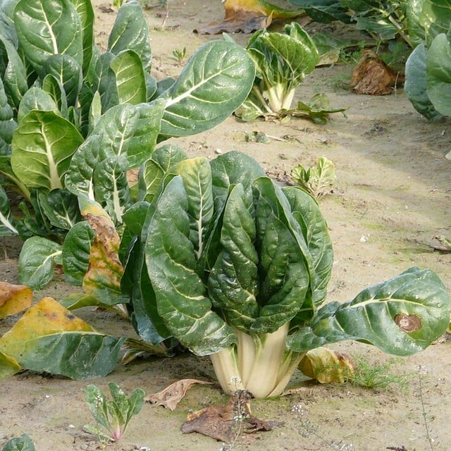 Sugar Beet Seed