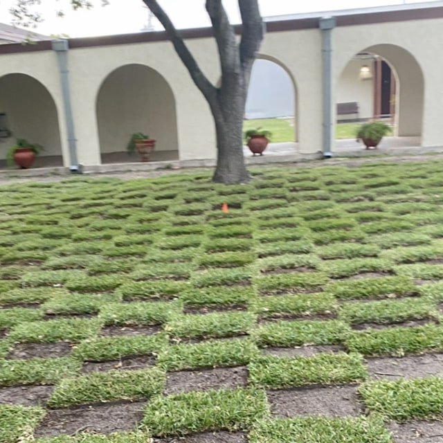 Turf Grass Seed