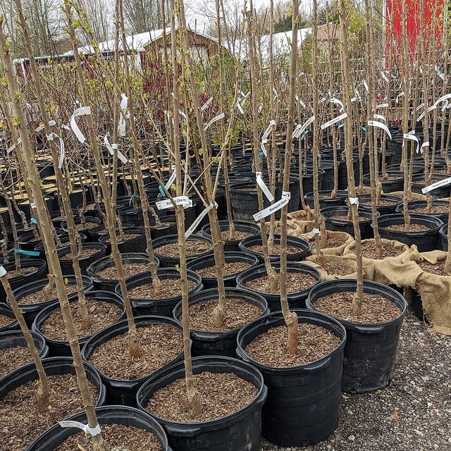 Forest Tree Seed