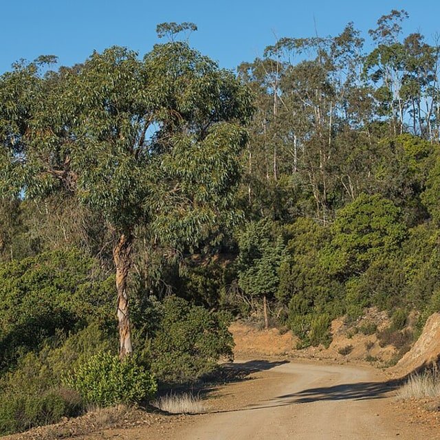 Eucalyptus Seed