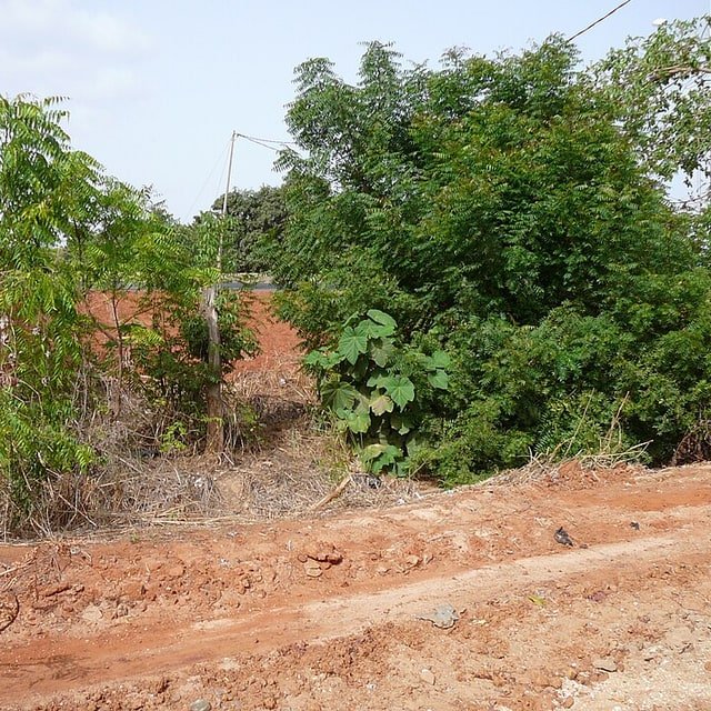 Neem Seed