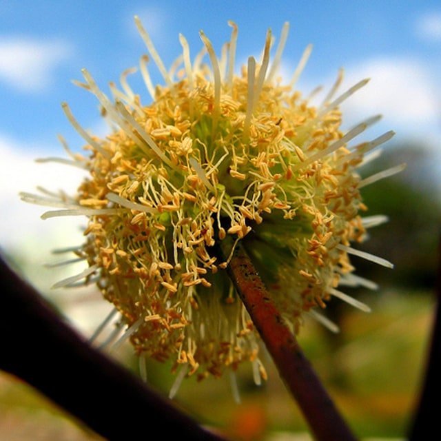 Subabul Seed for planting