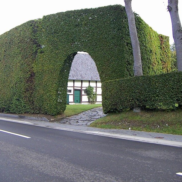 Hedge Plant Seed