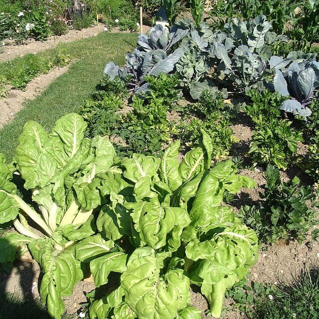 Kitchen Garden Seed Mix