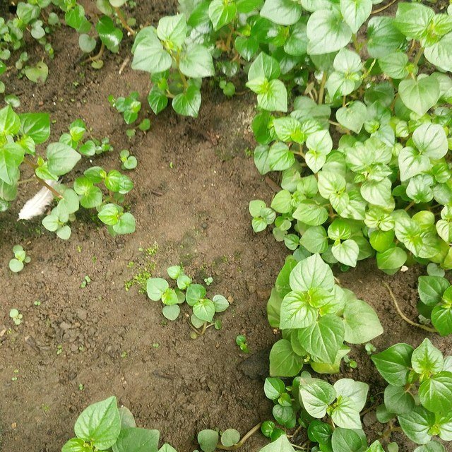 Microgreen Seeds for sowing