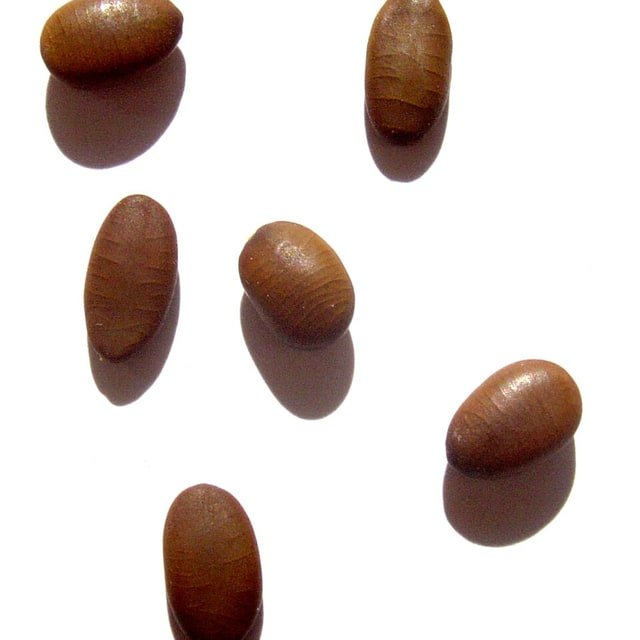 Organic Seed Mix for sowing